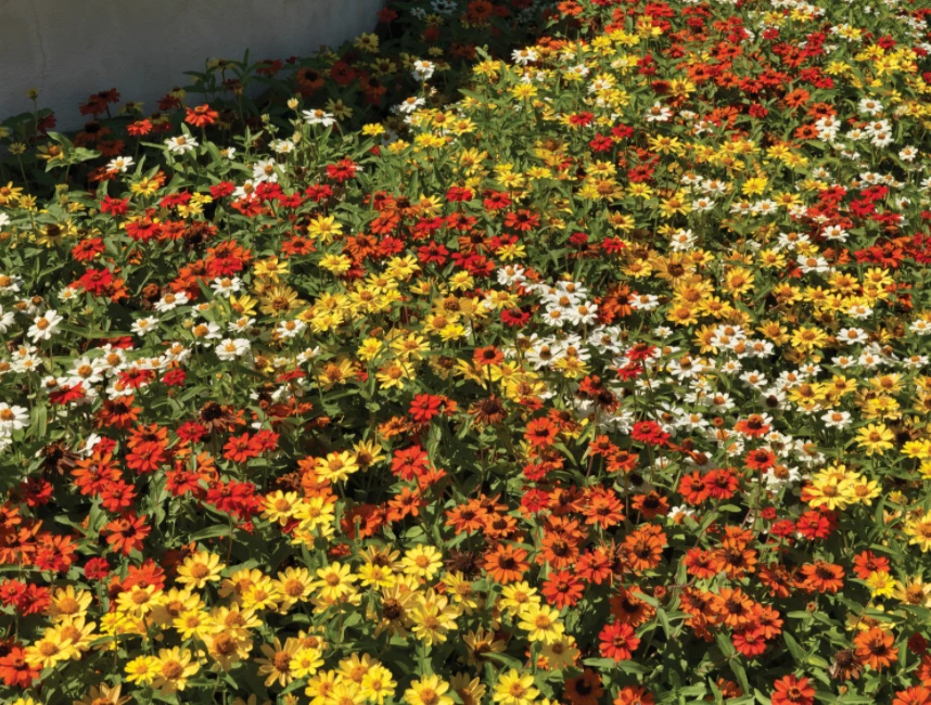 Sakata Seeds Imported Flower Seeds Zinnia Single Profusion Mix Flower Seeds 4 Sakata Seeds Imported Flower Seeds Zinnia Single Profusion Mix Flower Seeds