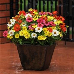 CGASPL Zinnia Single Zahara Mix Flower Seeds Imported Flower Seeds