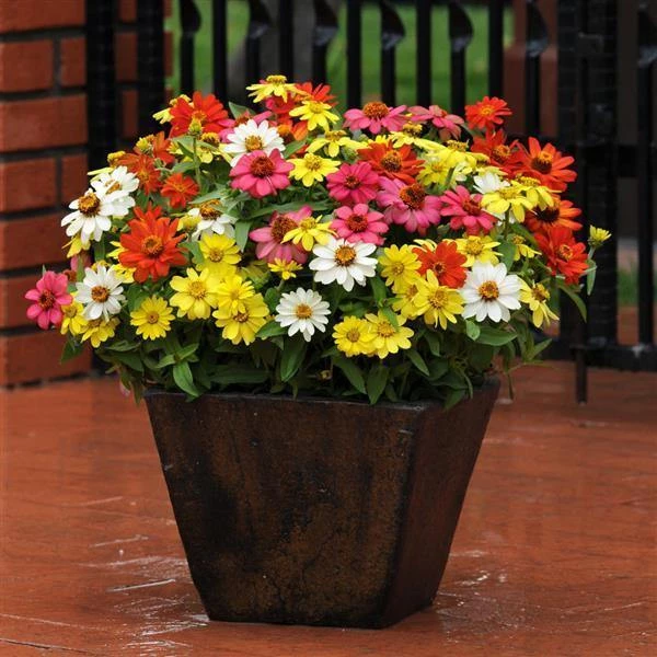 CGASPL Zinnia Single Zahara Mix Flower Seeds Imported Flower Seeds 4 CGASPL Zinnia Single Zahara Mix Flower Seeds Imported Flower Seeds