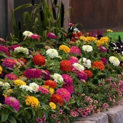 CGASPL Zinnia Zesty Mix Flower Seeds 7 CGASPL Zinnia Zesty Mix Flower Seeds