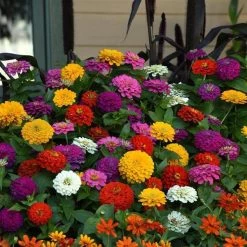 CGASPL Zinnia Zesty Mix Flower Seeds 6 CGASPL Zinnia Zesty Mix Flower Seeds