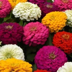 CGASPL Zinnia Zesty Mix Flower Seeds
