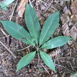 CGASPL Aesculus Assamica Seeds-1 Kg Trees Of India