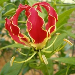 CGASPL Gloriosa Red Flower Bulbs (Pack Of 6) Winter Flower Bulbs