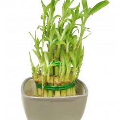 CGASPL 3 Layer Lucky Bamboo With Grey Ceramic Pot