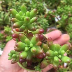 CGASPL Plants Sedum Rubrotinctum Jelly Bean Small Succulent Plant
