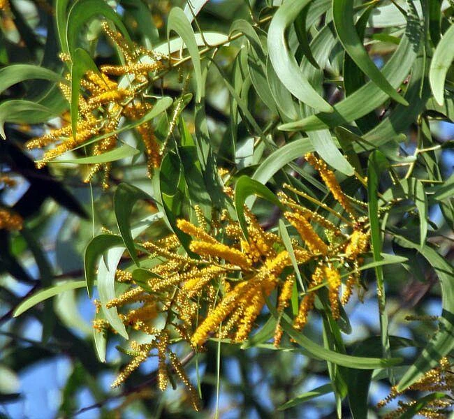 KFRI Trees Of India Acacia Auriculiformis Australian Babul Seeds - 1 Kg 3 KFRI Trees Of India Acacia Auriculiformis Australian Babul Seeds - 1 Kg