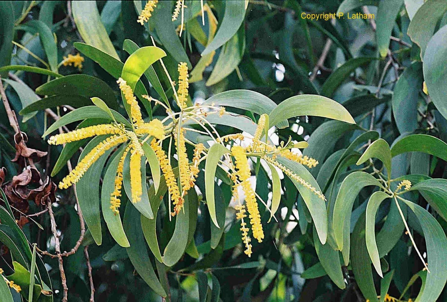 KFRI Trees Of India Acacia Auriculiformis Australian Babul Seeds - 1 Kg 4 KFRI Trees Of India Acacia Auriculiformis Australian Babul Seeds - 1 Kg