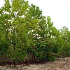 CGASPL Acacia Mangium Seeds - 1 Kg Trees Of India