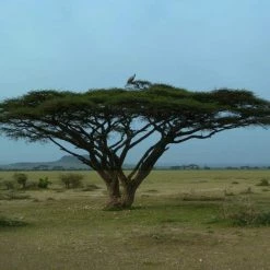 CGASPL Acacia Planifrons Seeds-1 Kg