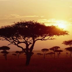 CGASPL Acacia Planifrons Seeds-1 Kg