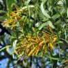 CGASPL Acacia Springvale Seeds - 1 Kg