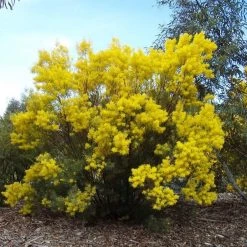 CGASPL Acacia Springvale Seeds - 1 Kg