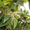 CGASPL Acacia Suma (A. Campylacantha) Seeds-1 Kg