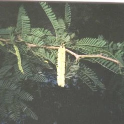 CGASPL Acacia Suma (A. Campylacantha) Seeds-1 Kg