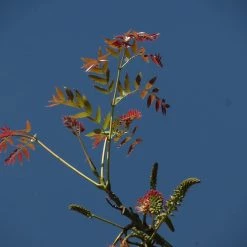 CGASPL Acrocarpus Fraxinifolius(Qg) Seeds-1 Kg Trees Of India 9 CGASPL Acrocarpus Fraxinifolius(Qg) Seeds-1 Kg Trees Of India