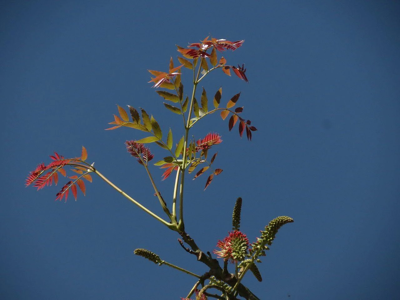 CGASPL Acrocarpus Fraxinifolius(Qg) Seeds-1 Kg Trees Of India 6 CGASPL Acrocarpus Fraxinifolius(Qg) Seeds-1 Kg Trees Of India