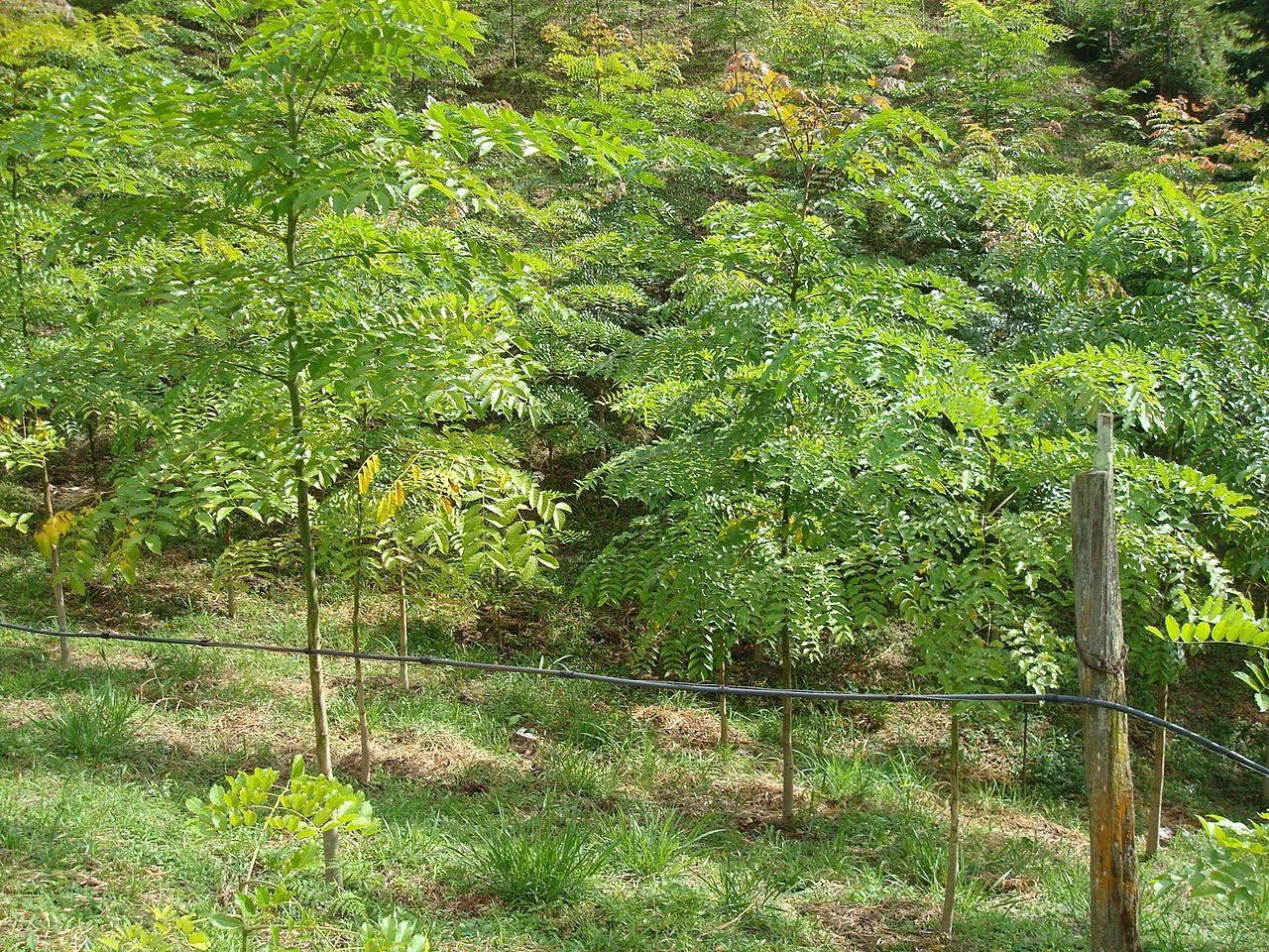 CGASPL Acrocarpus Fraxinifolius(Qg) Seeds-1 Kg Trees Of India 3 CGASPL Acrocarpus Fraxinifolius(Qg) Seeds-1 Kg Trees Of India