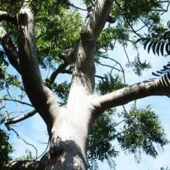 CGASPL Trees Of India Ailanthus Triphysa Seeds - 1 Kg 5 CGASPL Trees Of India Ailanthus Triphysa Seeds - 1 Kg