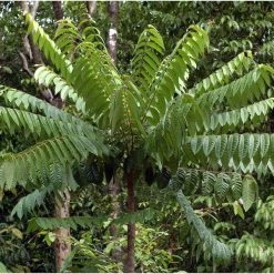 CGASPL Trees Of India Ailanthus Triphysa Seeds - 1 Kg