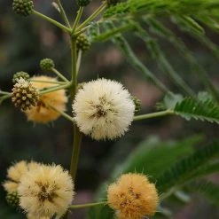 CGASPL Albizia Odoratissima Seeds-1 Kg Trees Of India