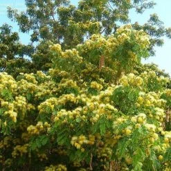 CGASPL Albizia Lebbeck Seeds-1 Kg