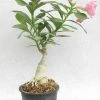 CGASPL Prosperity Pink Adenium Single Layer Pink Flower Plant