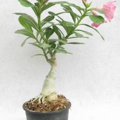 CGASPL Prosperity Pink Adenium Single Layer Pink Flower Plant