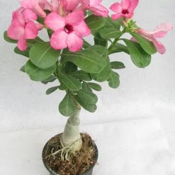 CGASPL Prosperity Pink Adenium Single Layer Pink Flower Plant