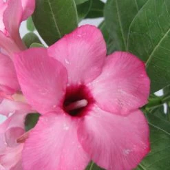CGASPL Prosperity Pink Adenium Single Layer Pink Flower Plant