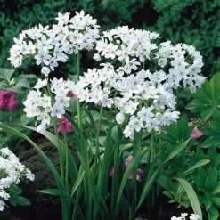 CGASPL Winter Flower Bulbs Allium Cowanii White Flower Bulbs (Pack Of 6 Bulbs)