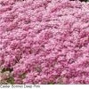 Pan American Seeds Alyssum Easter Bonnet Deep Pink Flower Seeds