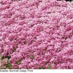 Pan American Seeds Alyssum Easter Bonnet Deep Pink Flower Seeds