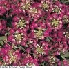 Pan American Seeds Alyssum Easter Bonnet Deep Rose Flower Seeds Imported Flower Seeds