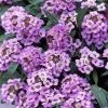 CGASPL Alyssum Easter Bonnet Lavender Flower Seeds Imported Flower Seeds 2 CGASPL Alyssum Easter Bonnet Lavender Flower Seeds Imported Flower Seeds