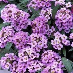 CGASPL Alyssum Easter Bonnet Lavender Flower Seeds Imported Flower Seeds 3 CGASPL Alyssum Easter Bonnet Lavender Flower Seeds Imported Flower Seeds