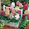 Takii Seeds Stock Cinderella Vivid Formula Mix Flower Seeds Imported Flower Seeds