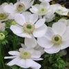 CGASPL Winter Flower Bulbs Anemone De Caen The Dried Flower Bulb (Pack Of 6 Bulbs)
