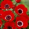 CGASPL Pots By Size Anemone De Caen Hollandia Flower Bulb (Pack Of 6 Bulbs)