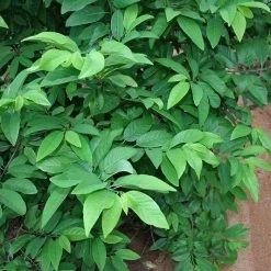 CGASPL Annona Squamosa Seeds-1 Kg