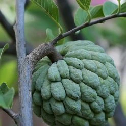 CGASPL Annona Squamosa Seeds-1 Kg