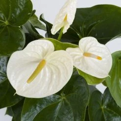 CGASPL Anthurium White Color Flowering Plant Plants