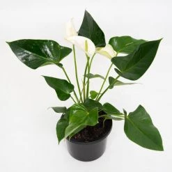 CGASPL Anthurium White Color Flowering Plant Plants
