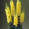 CGASPL Imported Flower Seeds Antirrhinum Legend Yellow Flower Seeds
