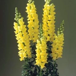 CGASPL Imported Flower Seeds Antirrhinum Legend Yellow Flower Seeds