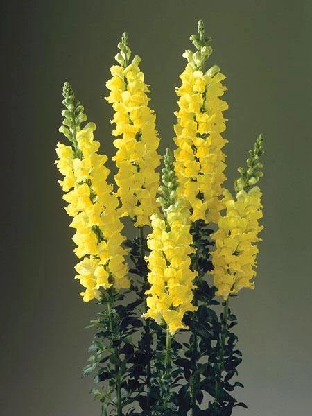 CGASPL Imported Flower Seeds Antirrhinum Legend Yellow Flower Seeds 3 CGASPL Imported Flower Seeds Antirrhinum Legend Yellow Flower Seeds