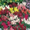 Sakata Seeds Imported Flower Seeds Antirrhinum Floral Showers Mix Flower Seeds