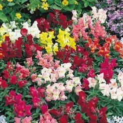 Sakata Seeds Imported Flower Seeds Antirrhinum Floral Showers Mix Flower Seeds