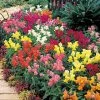 Takii Seeds Antirrhinum Palette Mix Flower Seeds Imported Flower Seeds 1 Takii Seeds Antirrhinum Palette Mix Flower Seeds Imported Flower Seeds