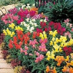 Takii Seeds Antirrhinum Palette Mix Flower Seeds Imported Flower Seeds